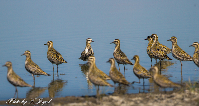 Азийн сүвээтцагаан  (Pluvialis fulva)